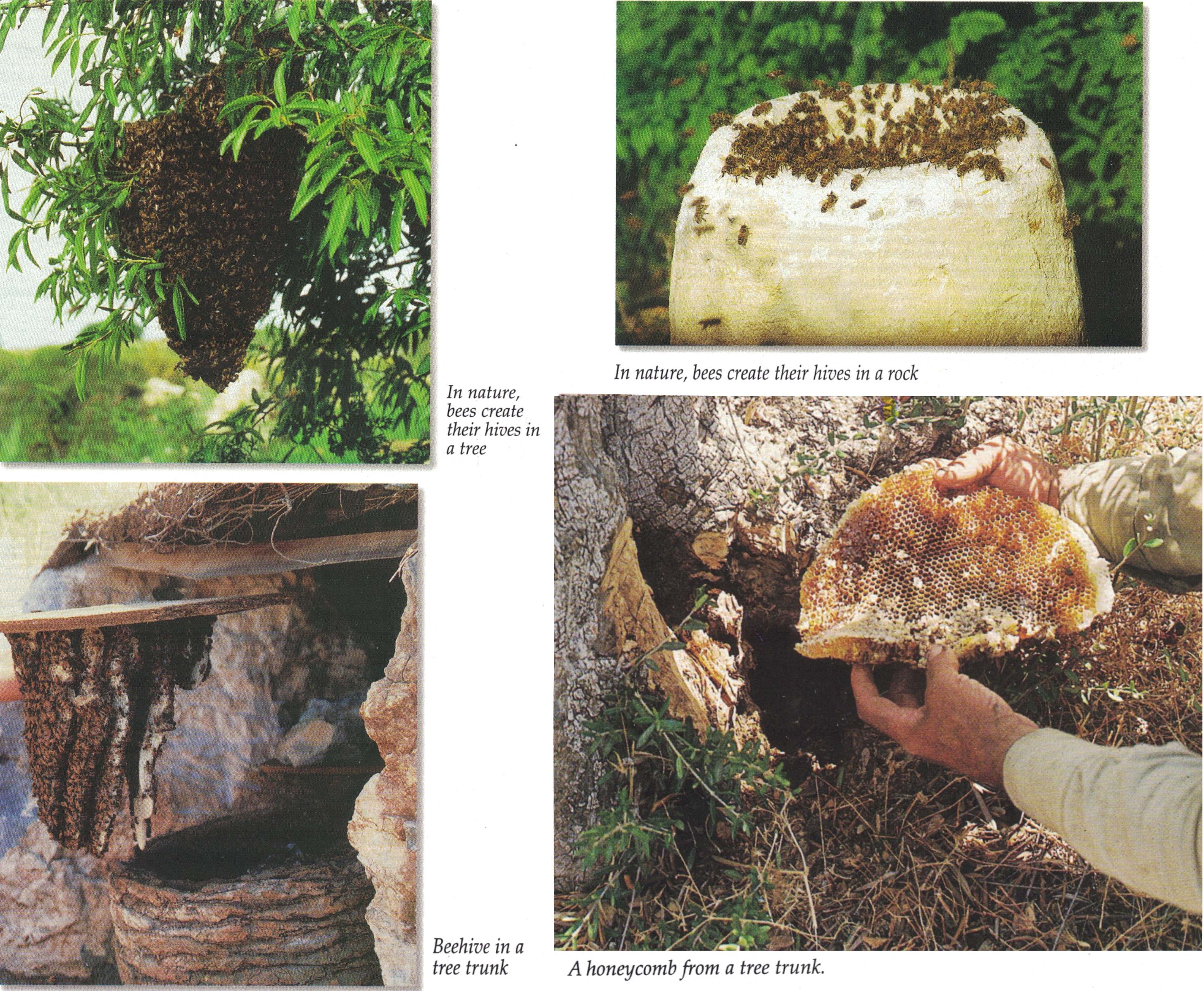 4 pictures of bee hives in rock and dead trunks