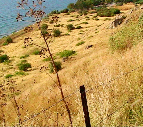 hill pigs ran down